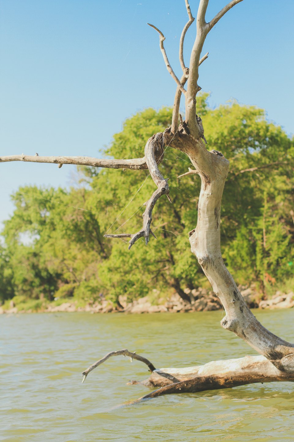 A weathered deadwood branch rests in calm green water.