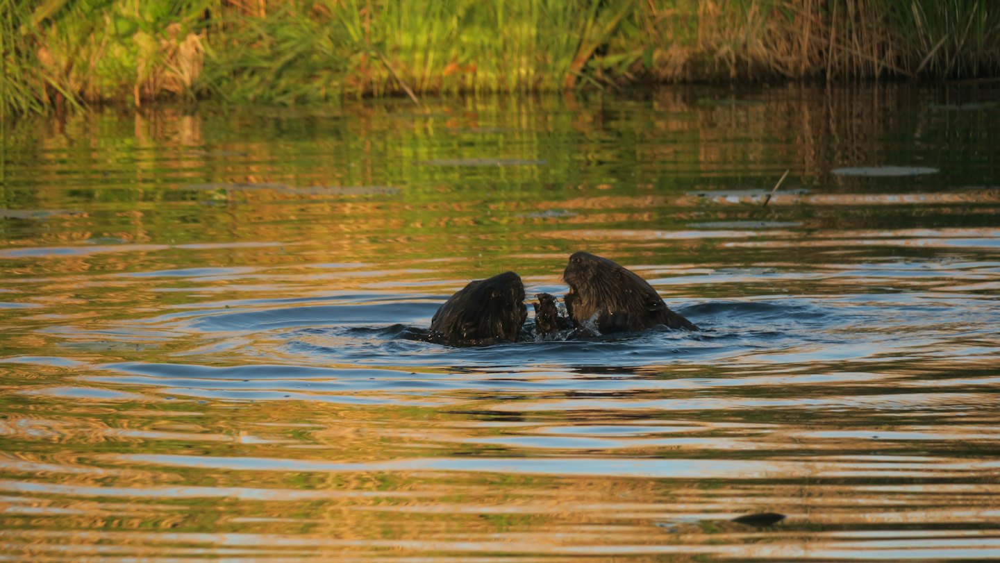 Two beavers swim together in sunlit water.