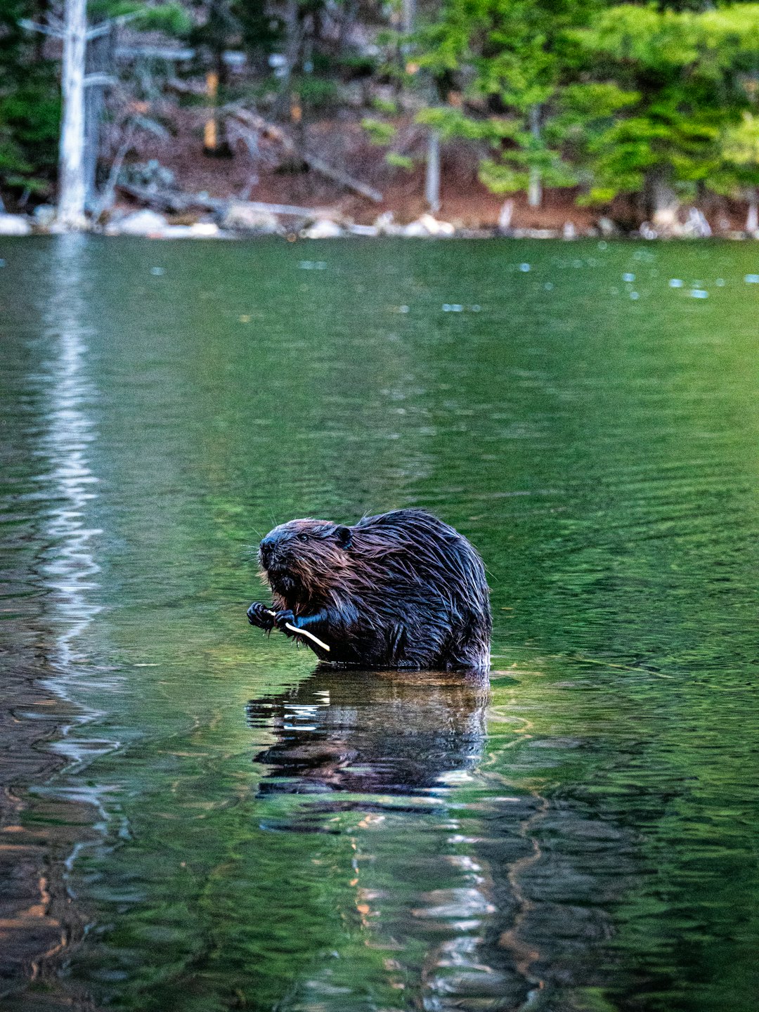 A beaver gnaws on a stick while in the water.