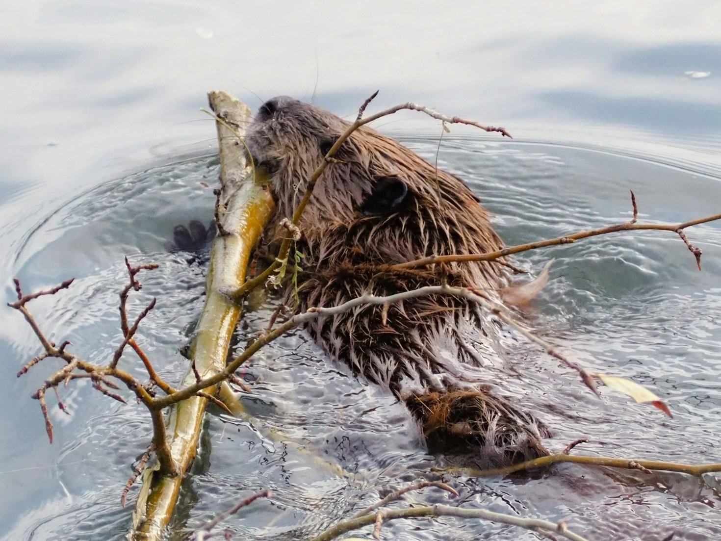 Navigating the Unexpected Hardships of Wilderness Living